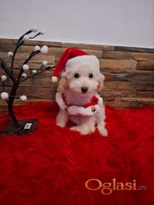 Bele pudle toy i mini ženke