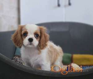 Cavalier king Charles spaniel štene