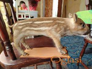 Preparirano divlje prase