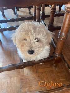 Štene kovrdzavog bišona na prodaju