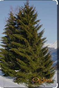 Evropska Smrča(abies picea)