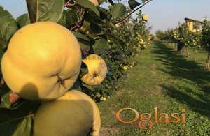 Na prodaju poljoprivredno zemljiste na izlazu iz Backog Dobrog Polja.