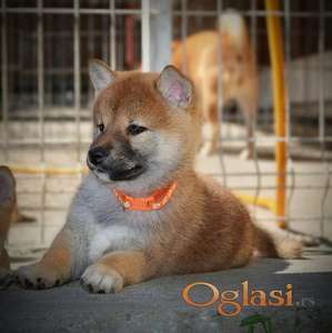 Shiba Inu prelepi štenci