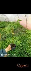 Rasad paradajza, paprike i krastavca – mogućnost porudžbine (Vojvodina)