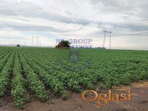 Poljoprivredno zemljiše na lepoj i pristupačnoj poziciji, asfaltni put je većim delom, samo poprečni deo do placa zemljani put koji je ucrtan