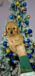 Prelepo štene aprikot dečaka