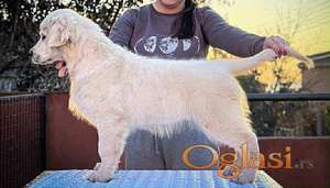 Muško štene zlatnog retrivera