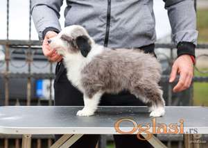 Border Collie prelepi štenci