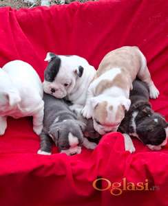 Engleski buldog stenci