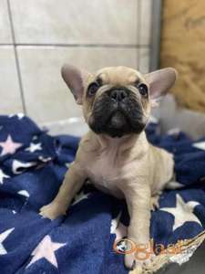 Francuski buldog štenci