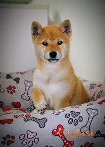 Shiba inu štenci