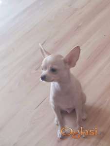 Mini civava