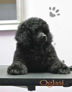 Patuljasta Pudla muško štene