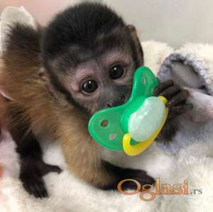 Zdrave bebe kapucin majmuni dostupni za prodaju
