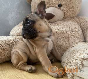 Francuski buldog