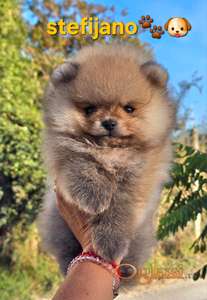 Pomeranac Boo štenci