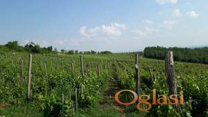 Vinograd kod Iriga, plodno tlo
