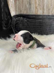 stenci americkog staforda