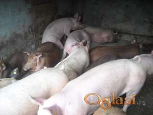 Prodajemo svinje