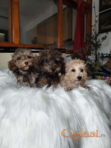 Maltipoo štenci raznih boja