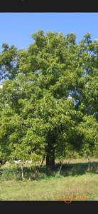 Prodajem stabla oraha