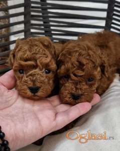 Savršene toy pudle u crvenoj boji