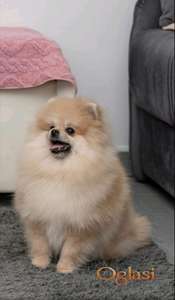 Pomeranac muzjak i zenka na prodaju