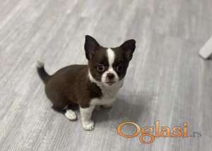 Štenci čivave