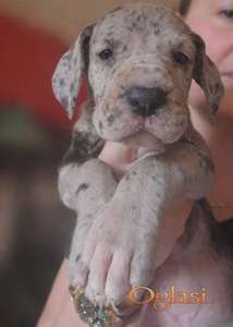 Nemacka Doga prelepi stenci