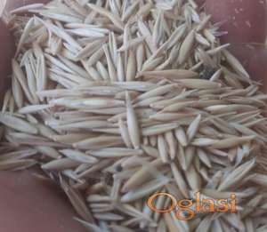 Ovas Ječam semenska roba