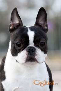Boston terrier mužjak slobodan za parenje