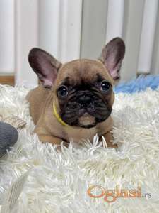 Francuski Buldog štenci