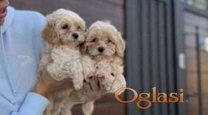 Maltipoo vrhunske genetike