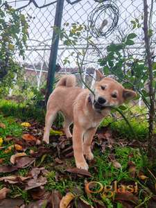 Šiba (Shiba) inu štenci