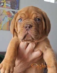 Bordoška Doga prelepi štenci