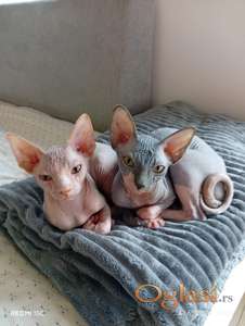 Preostala 2 mužjaka Sphynx mačića (3,5 meseca) – spremni za preuzimanje odmah (Beograd)