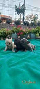Francuski buldog štenci exotic, plavi, klasik i fluffy