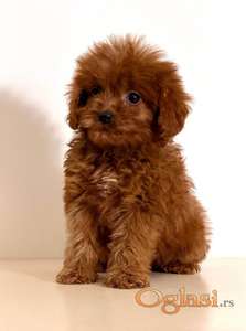 Cavapoo-Kavapu (cavalier king charles spaniel + pudla)