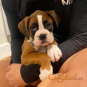 5 Generation Boxer Pups For Sale Only 2 Bobtailed +447482162214