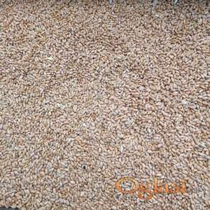 psenica rod 2026