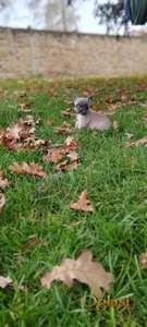 Francuski  buldog štenci egzotičnih boja