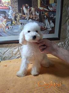 Bele toj i mini pudle ženke