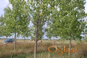 Prodaje se 10,2 hektara šumskog zemljišta