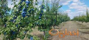 Na prodaju zemljište u prelepom prirodnom okruženju – podnožje Fruške gore ID#7162