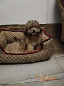 Maltipoo toy braon sejbl mužjak