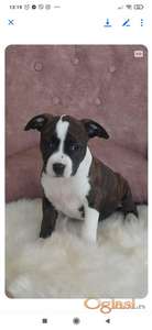 Zenke americkog staforda