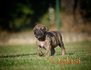 Na prodaju stenci Presa Canario