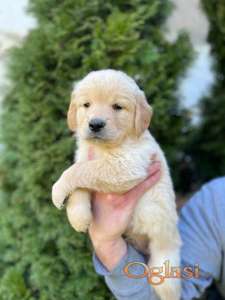 Zlatni retriver stenci