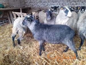 Stado romanovskih ovaca