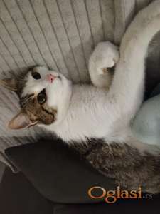 jako umiljato i lepo mače